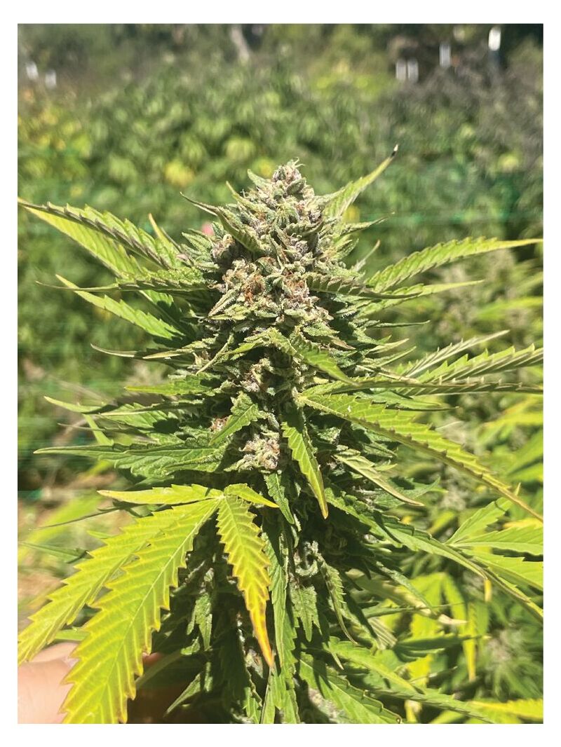 Banana Melt, Фасовка: 3